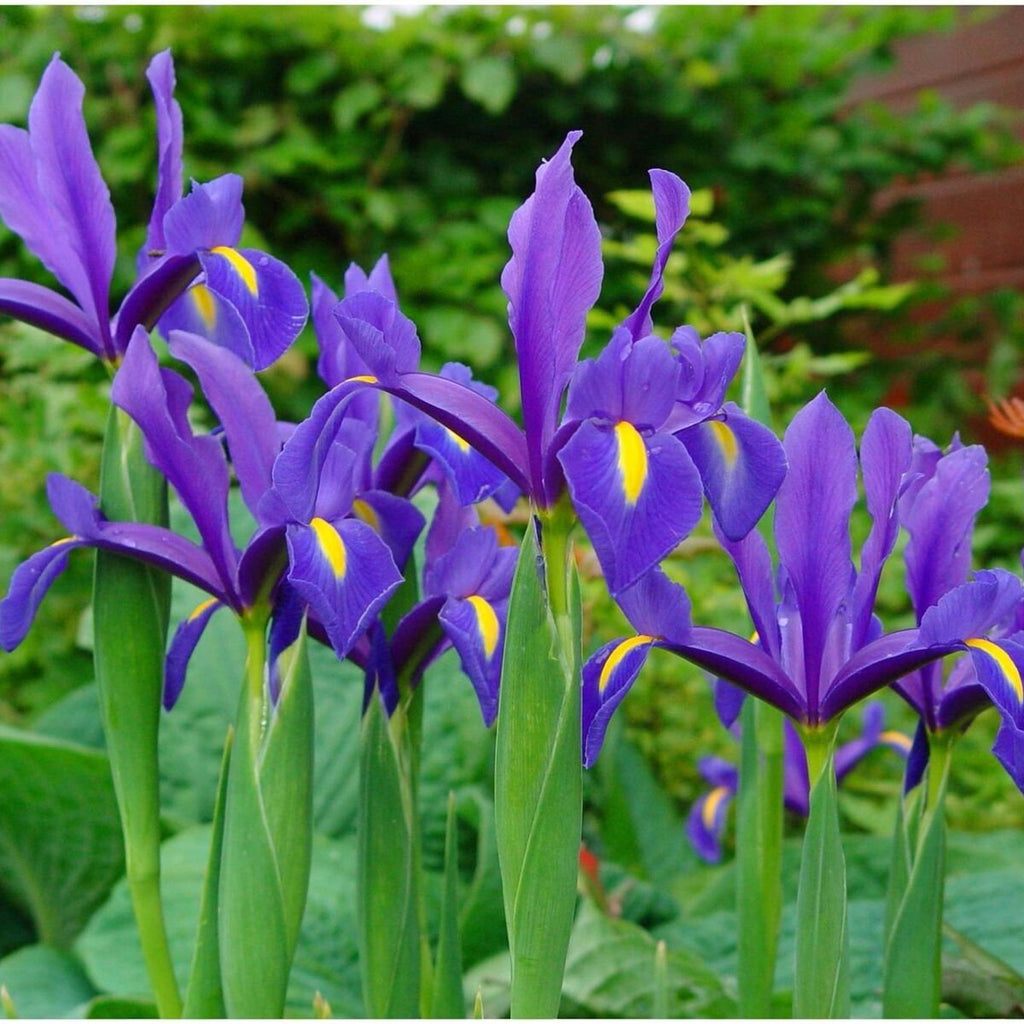 Bulbi Iris - Blue Magic - 5 Bucăți