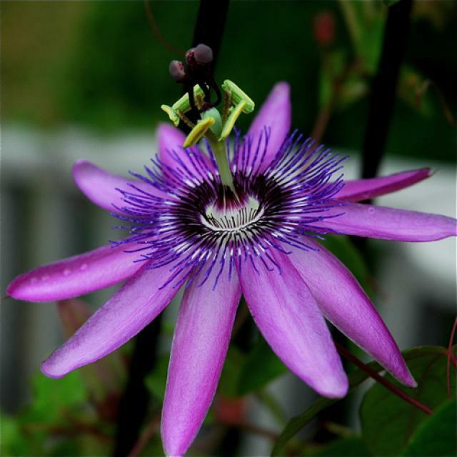 Floarea Pasiunii "Passiflora", Mov, la Ghiveci de 3L, 1 Bucata