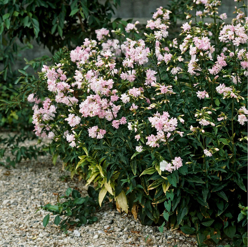 Saponaria "Rosea Plena"