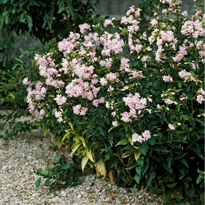 Saponaria "Rosea Plena"