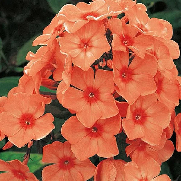 Bulbi de Phlox "Orange Perfection" (Brumarele), 1 Bucata