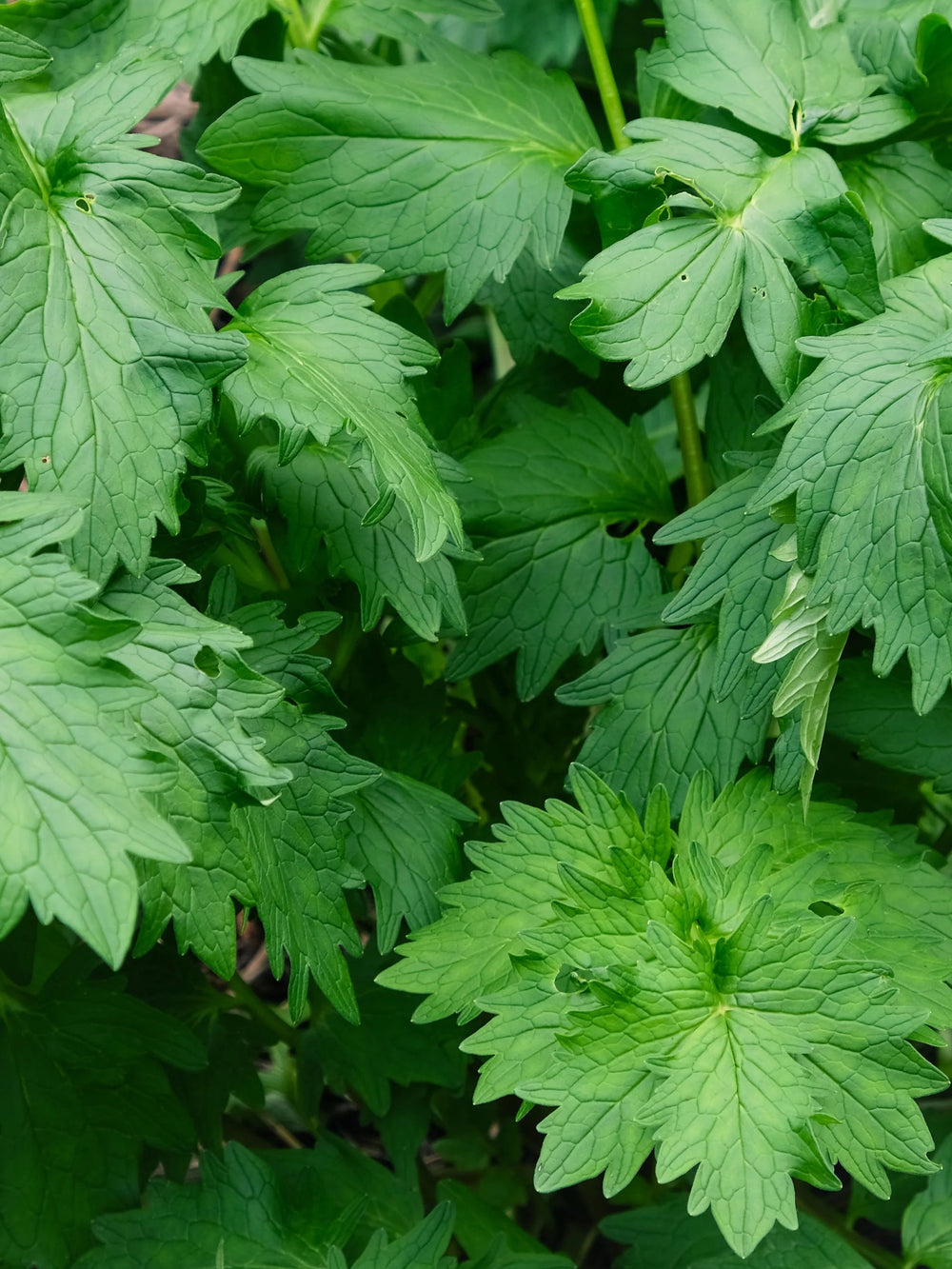 Seminte de Valeriana, 1 gr