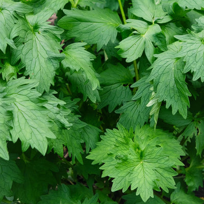 Semințe de Valeriană, 1 gr