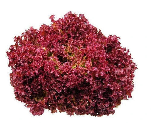 Semințe de Salată "Lollo Red" , 2 gr