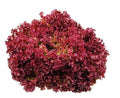 Semințe de Salată "Lollo Red" , 2 gr