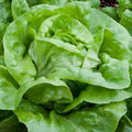Semințe de Salată "Dăriuca" , 3 gr