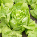 Semințe de Salată "White Boston", 3 gr