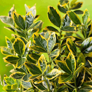 Salba Japoneza, ''Euonymus Jap. Elegant.  Aureus'', la Ghiveci de 35L, 125/150 cm, 1 Bucata