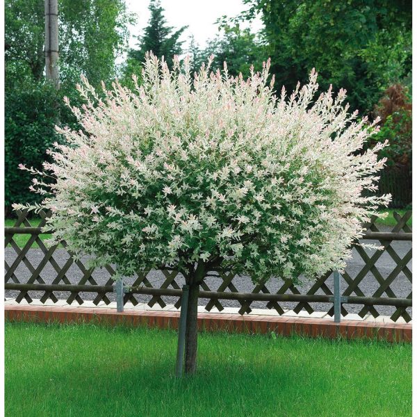 Salix Integra Hakuro-Nishiki la Ghiveci de 6 litri,200 cm  1 Bucata