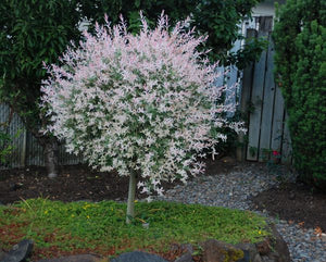 Salix Integra Hakuro-Nishiki la Ghiveci de 6 litri,200 cm  1 Bucata