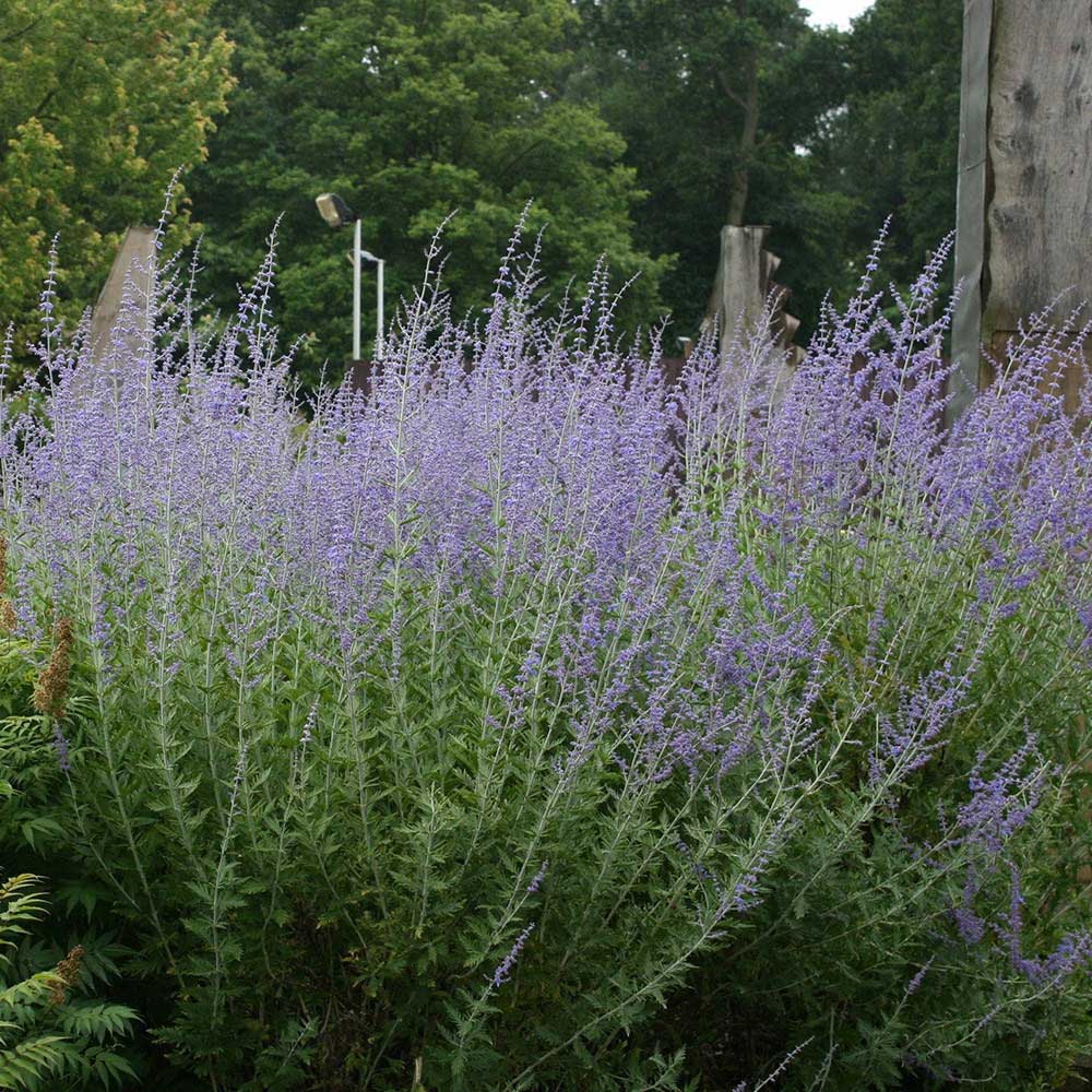 "Little Spire" , la Ghiveci (Salvie Ruseasca)