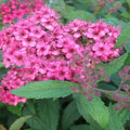 Spiraea Japonica ''Anthony Waterer'' (Cununița)
