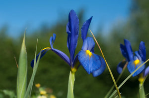 Bulbi de Iris "Sapphire Beauty", 3 Bucati