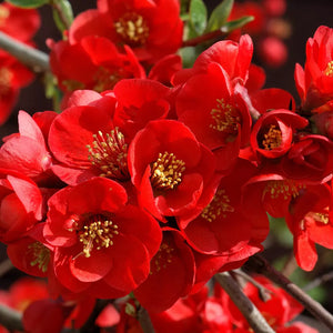 Chaenomeles Japonica ''Sargentii'' (Gutuiul Japonez), la ghiveci P9