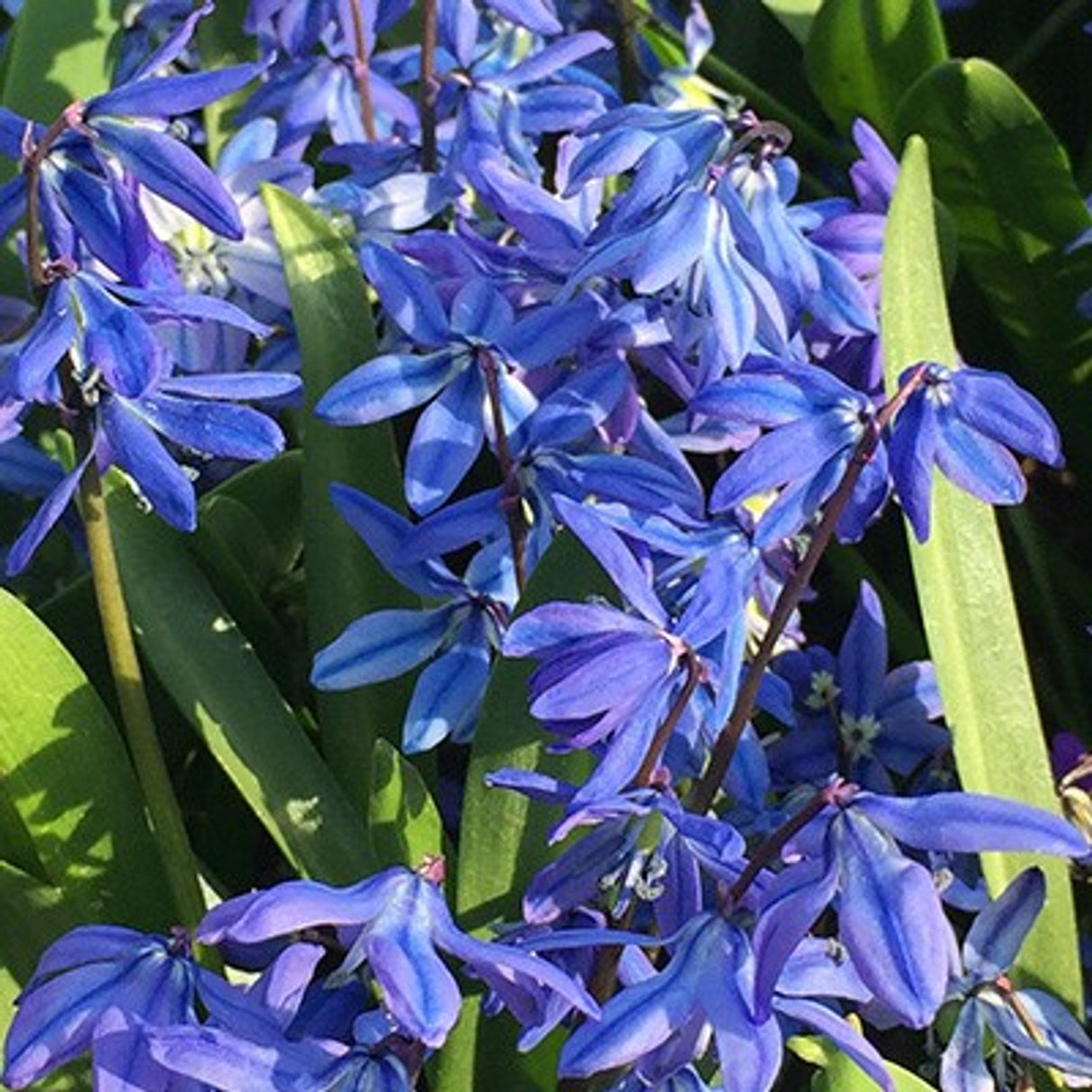 Scilla Siberica Spring Beauty'', 5 Bucati