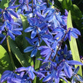 Scilla Siberica Spring Beauty'', 5 Bucăți