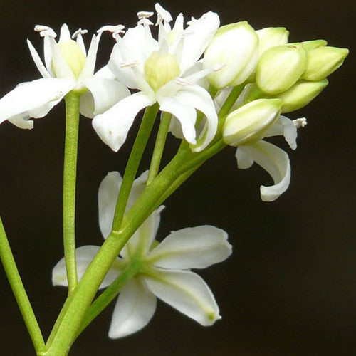 Ghiocei Siberieni ''Scilla Siberica'' albi, 5 Bucati