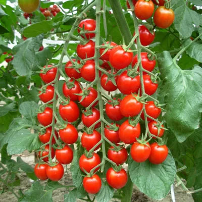 Seminte rosii HIBRID - Red Cherry