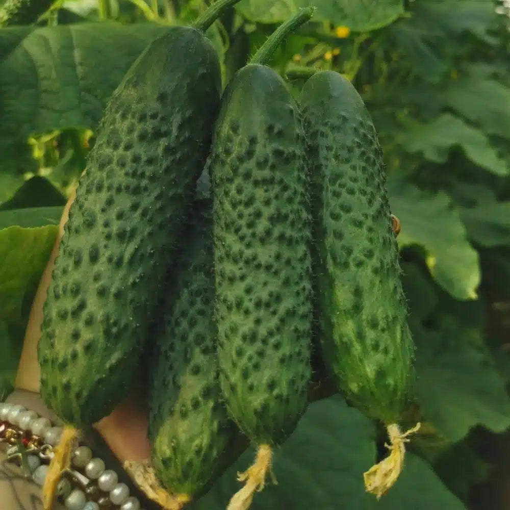 Semințe de Castraveți "Piccolo di Parigi", 3gr