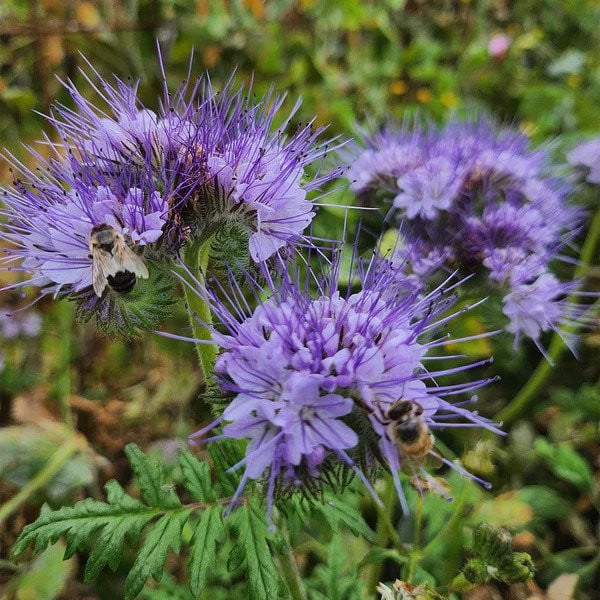 Phacelia Planta Mierii, 1 Bucata