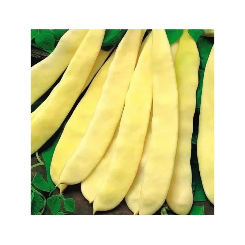 Semințe de Fasole Oloagă "Supernano Yellow", 15 gr