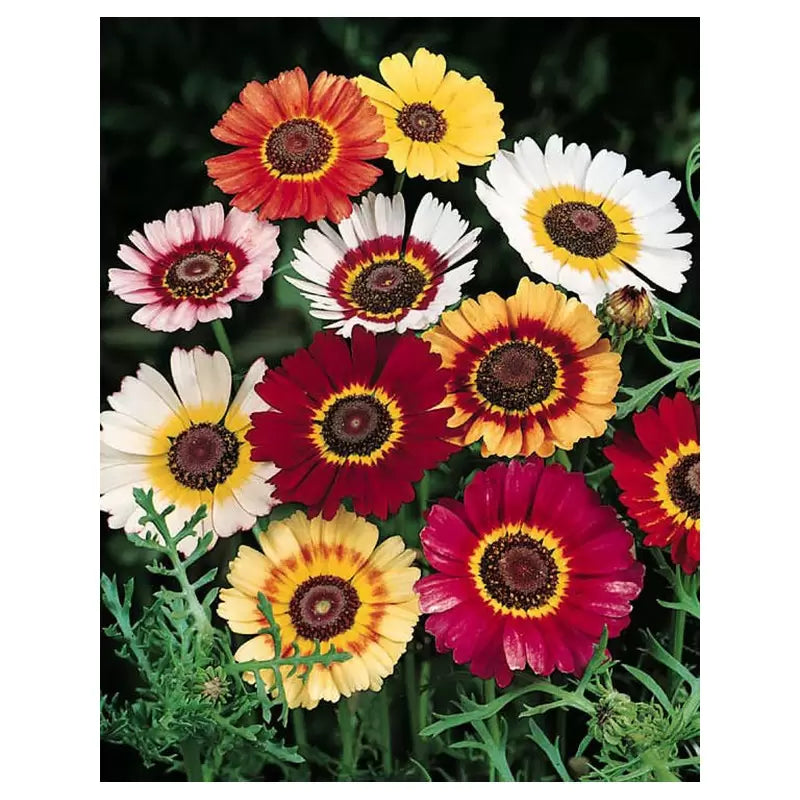 Seminte Flori - Margarete Melanj - 1 gr