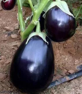 Semințe de Vinete Hibrid "Perfection", 1g