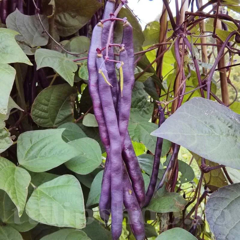 Semințe de Fasole Urcătoare Violetto , 70 gr