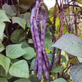 Semințe de Fasole Urcătoare Violetto , 70 gr