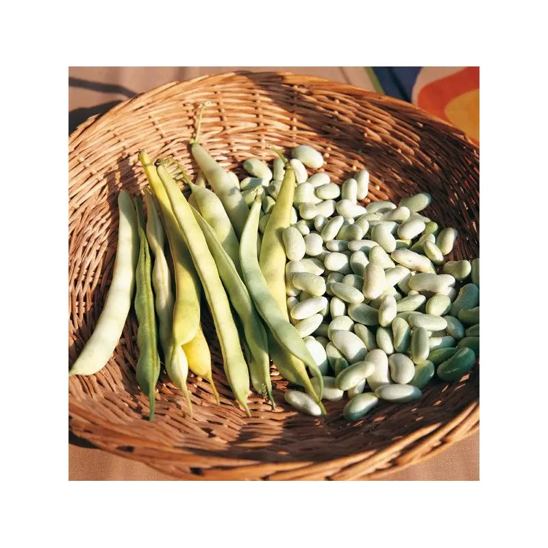 Semințe de Fasole Oloagă "Cannellino" , 500g