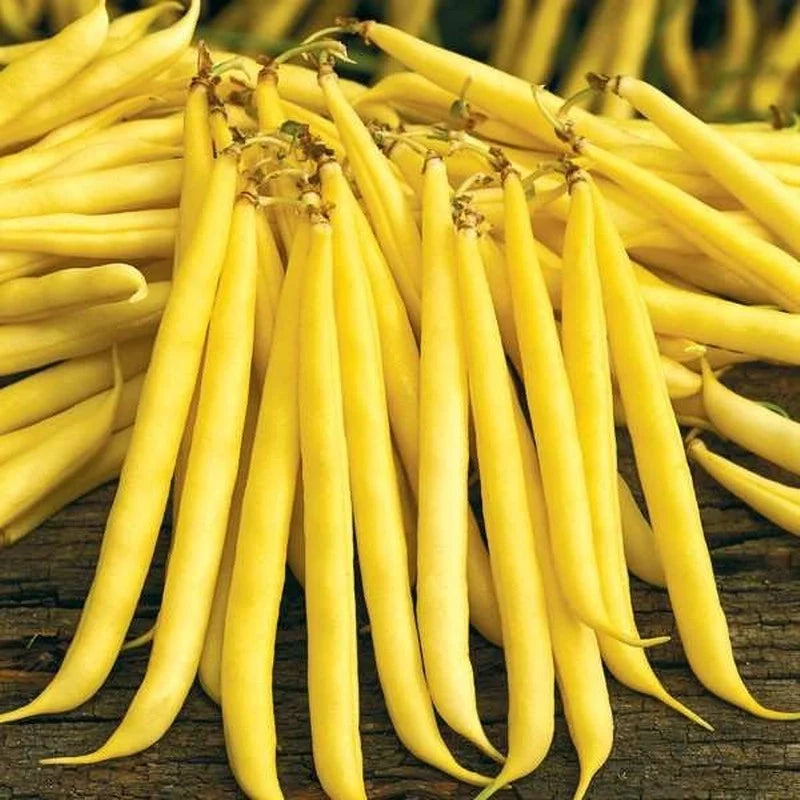 Semințe de Fasole Oloaga Maxidor , 500 gr