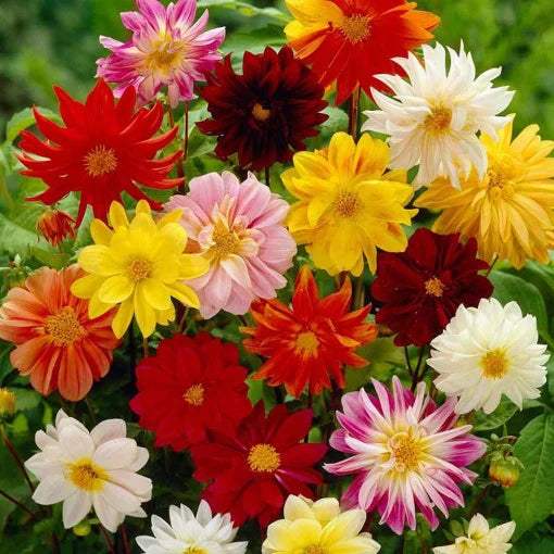 seminte-flori-dalia-mix-0-5g-agrosem_11010_cb4a192f-e796-43b6-9188-3bc5f028fa7a - Fitza Florilor