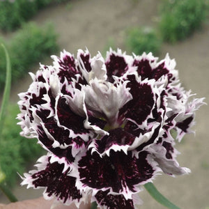 Seminte de Garofite Chinezesti Negre