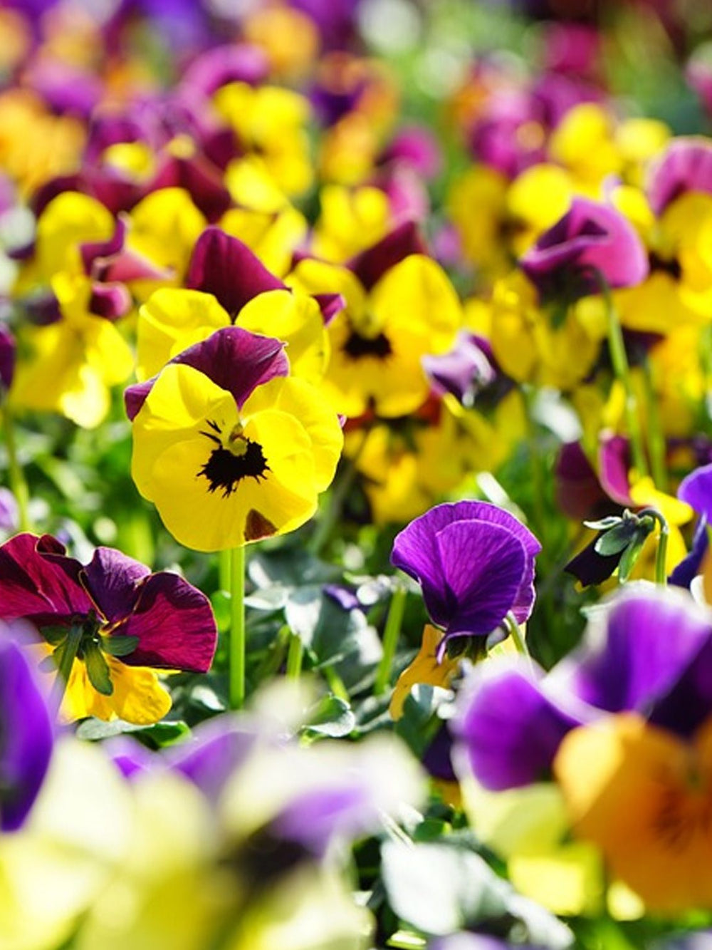 Seminte de Panselute