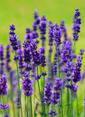 Seminte de Lavanda, 0.3 gr