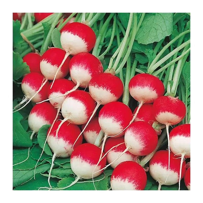 Semințe de Ridichi de Lună "Tondo Rosso a Punta", 6g