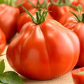 Semințe de Roșii Hibrid "Pearson D'Albenga", 0.3 gr