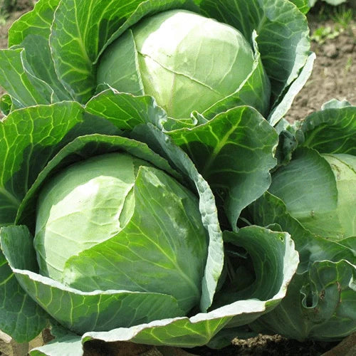 Semințe de Varză de Toamnă "Silviana", 0,8 gr