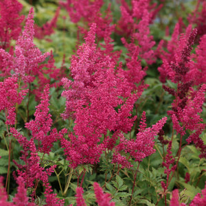 Bulbi de Astilbe "Fanal", Rosu - Rozaliu, 1 Bucata