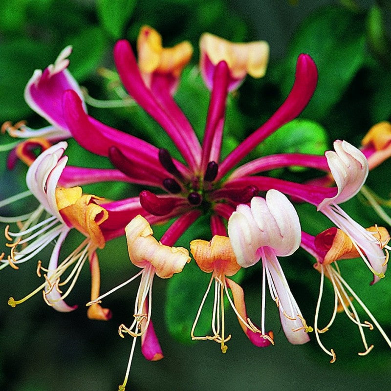 Lonicera ''Serotina'' (Mana Maicii Domnului)