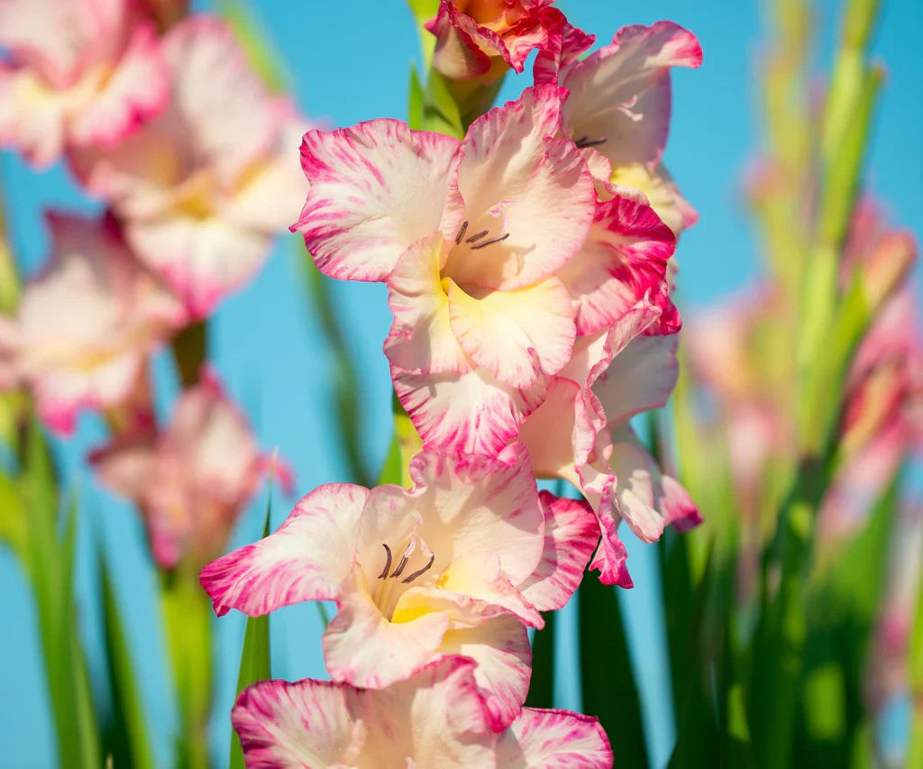 Bulbi Gladiole - Apricot Bubble Gum - 5 buc