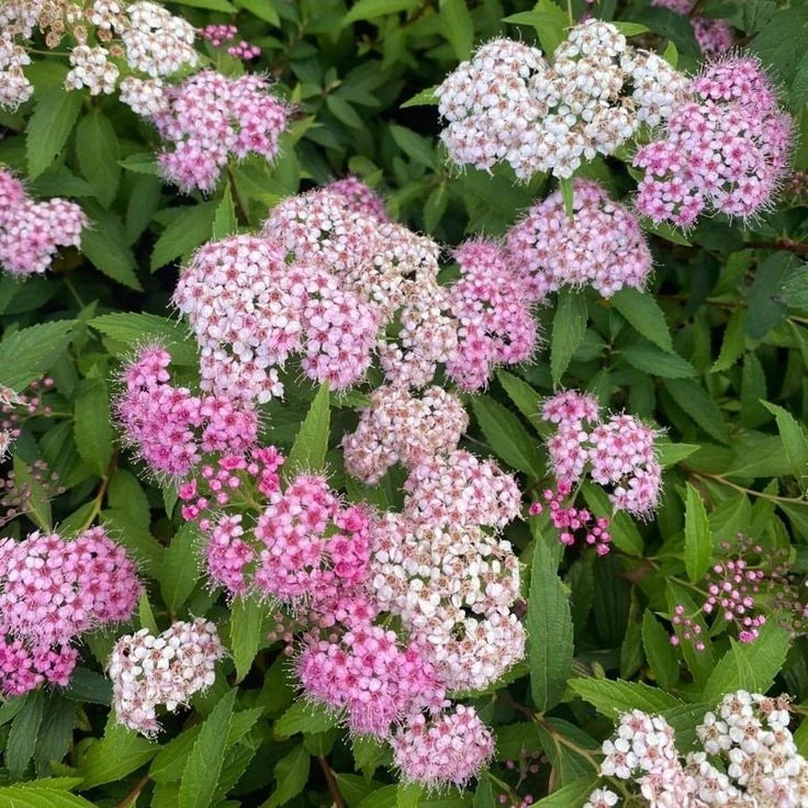 Spiraea Japonica ''Shirobana'' (Cununița)