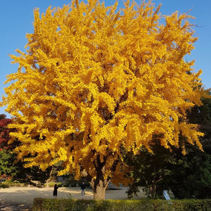 Ginkgo Biloba,1 Bucata