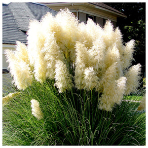 Iarba de Pampas "Cortaderia Pampas", Alb, la Ghiveci de 3L, 1 Bucata