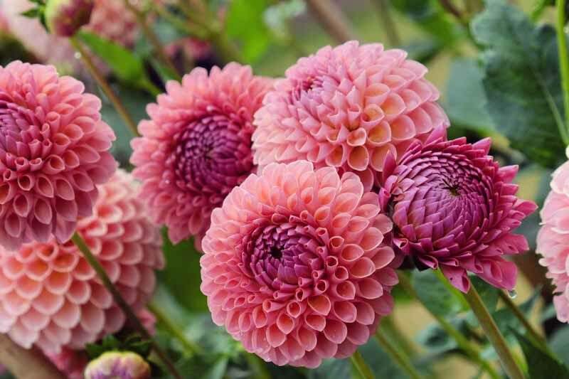 shutterstock_2043895679-800x533_e10eb85c-e73b-4fe3-9a04-1c346442f182 - Fitza Florilor