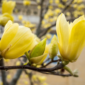 Magnolia "Yellow River", la Ghiveci de 3L, 1 Bucata