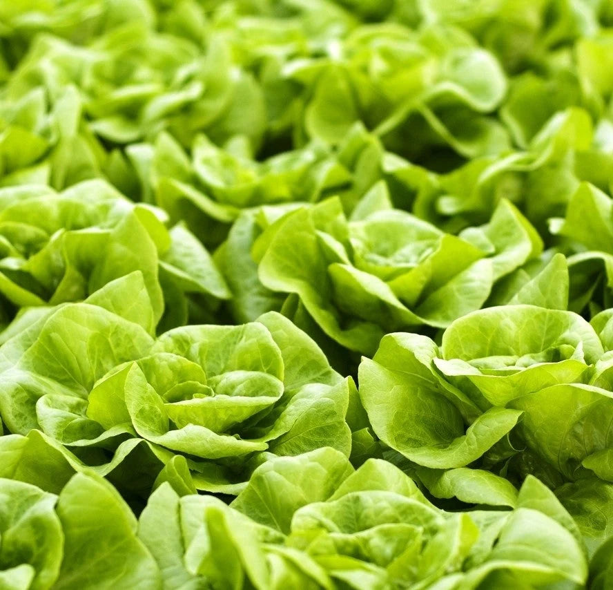Semințe de Salată "Regina de Mai" , 3 gr