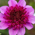 shutterstock_2110617434_7c249e81-f436-486b-b03a-a2df3da3d5bd - Fitza Florilor