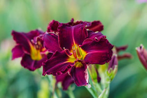 Bulbi de Hemerocallis "Bela Lugosi'', Crin Salbatic, 1 Bucata