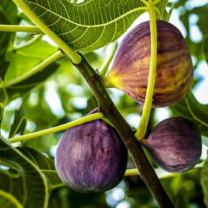 Smochin Pom ''Ficus carica'', 1 Bucata